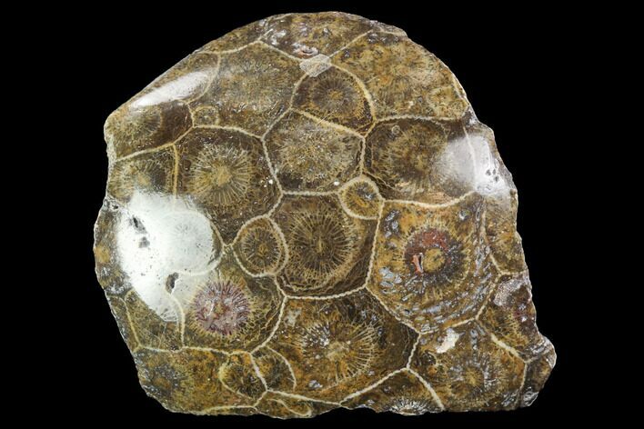 Polished Fossil Coral (Actinocyathus) - Morocco #100667